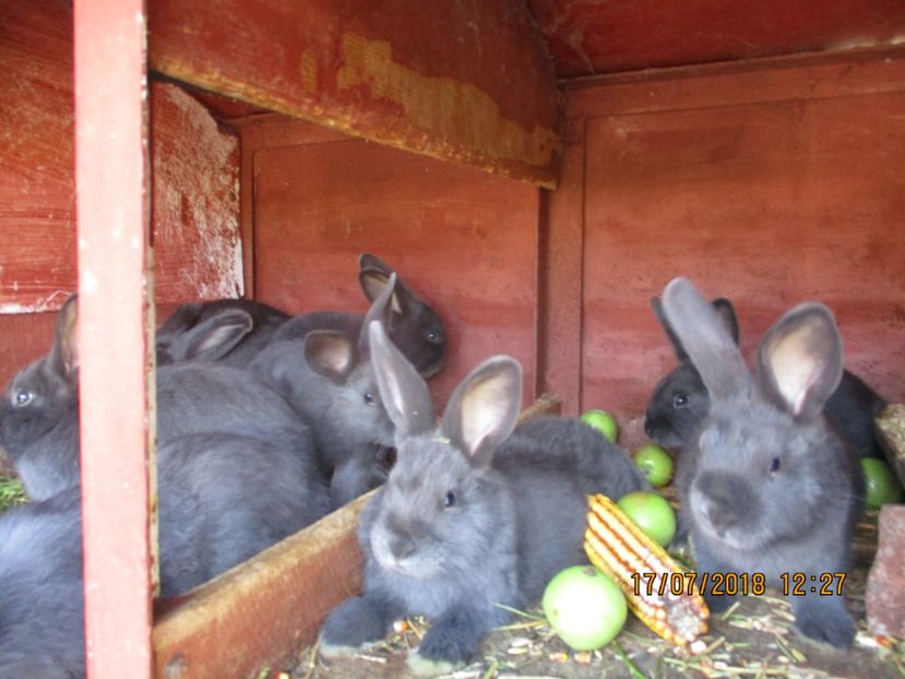 7 pui din 17.05.2018 !!! - xxx TINERET 2018 IEPURI