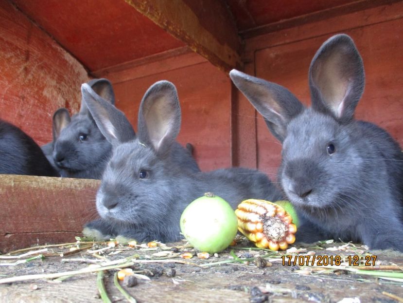  - xxx TINERET 2018 IEPURI