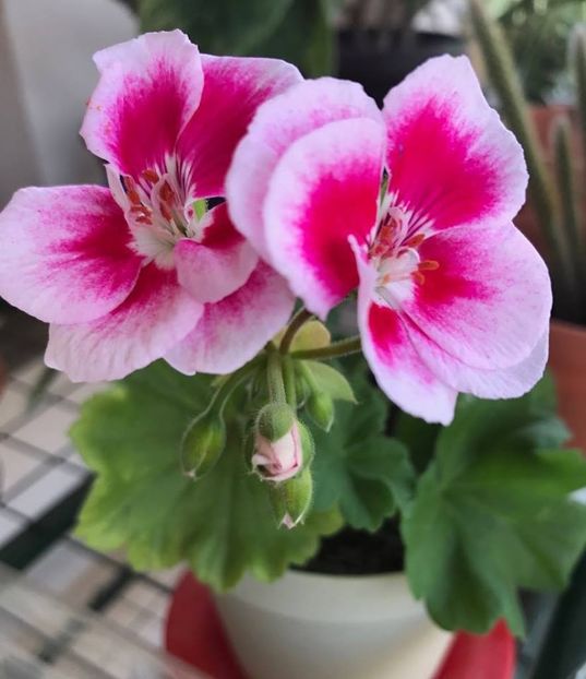 Fairy White Splash - Muscate 2018