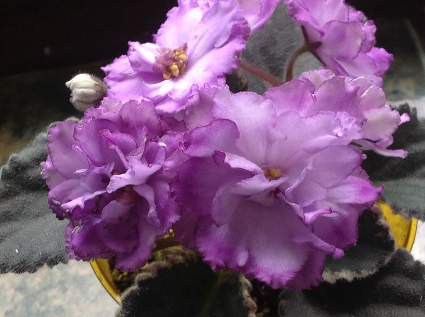 Buckeye Blushing - Violete