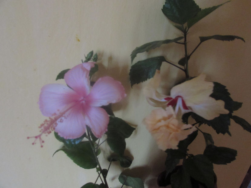  - Hibiscus 2018