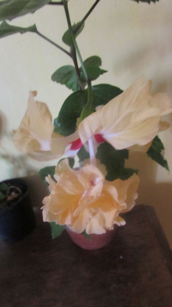  - Hibiscus 2018