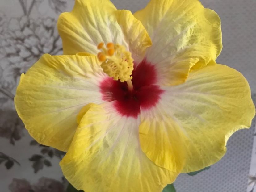 15.06.2018 - Hibiscus 2018