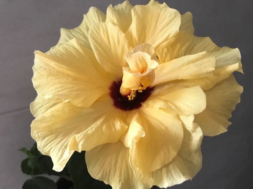 15.06.2018 - Hibiscus 2018