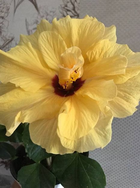 15.06.2018 - Hibiscus 2018