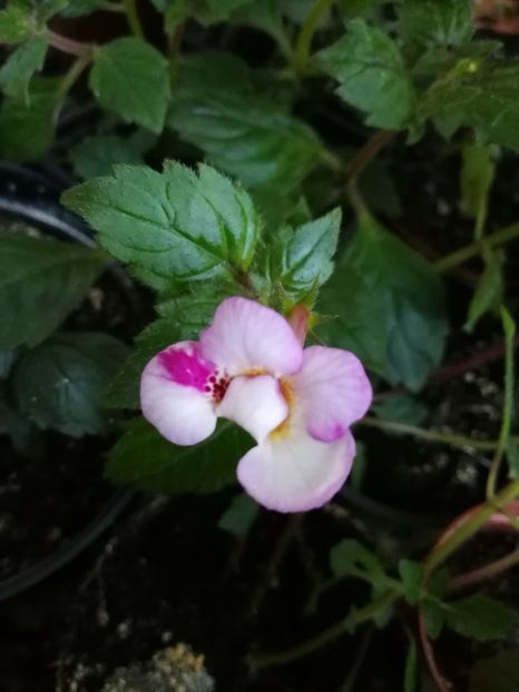  - Achimenes 2018