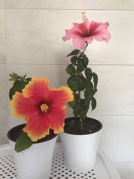 27.05.2018 Oberon & Pink Dream - Hibiscus 2018