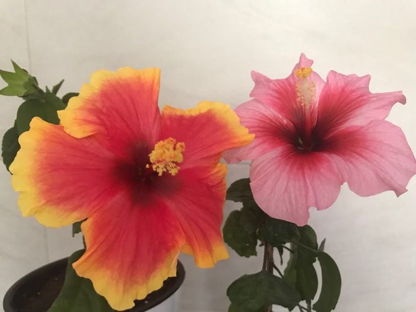 27.05.2018 Oberon & Pink Dream - Hibiscus 2018