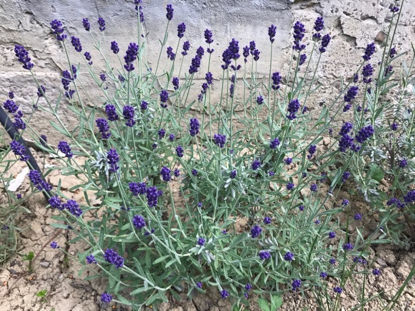  - Lavanda