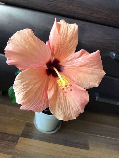 27.05.2018 - Hibiscus 2018