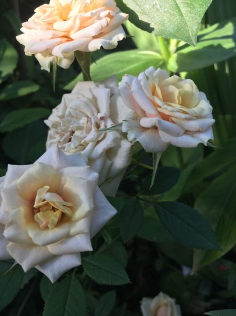 DBE21F92-1410-42BA-9B22-A2FBE4764DCA - Trandafiri mini