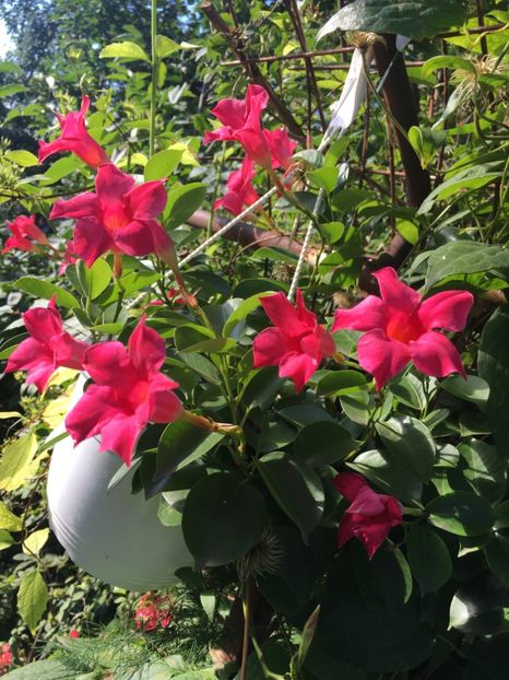 0AA4639A-6F42-4365-9CDC-371916EA14FD - Mandeville 2018