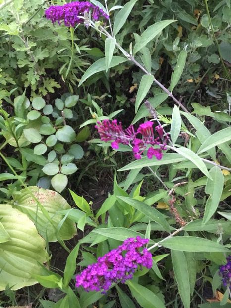 20C0ACC1-4329-444A-9BDB-CB4B1706641F - Flori la balta 2018