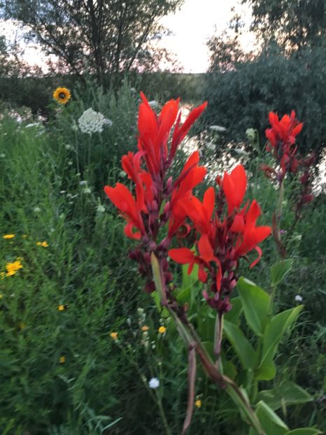 8E68BA27-8A28-4004-A0D0-5052F164C43E - Flori la balta 2018