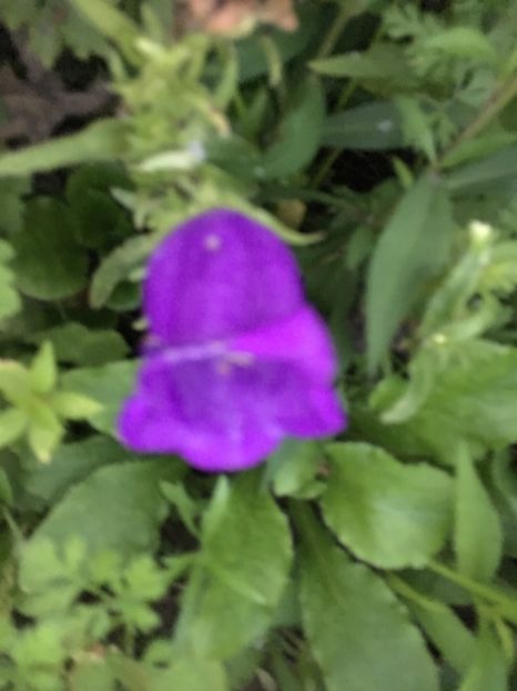 3D611994-2B32-4293-BA02-7AB4A8A1382F - Flori la balta 2018