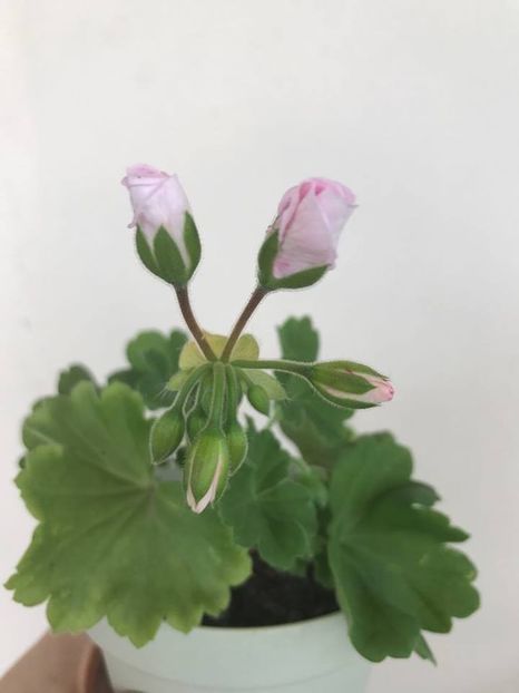 Pui mic - Fairy White Splash - Muscate 2018