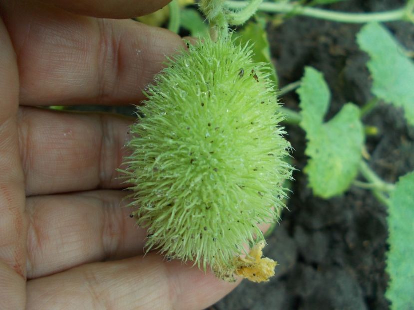  - SEMINTE CASTRAVETI - CUCUMIS DIPSACEUS - DECORATIV