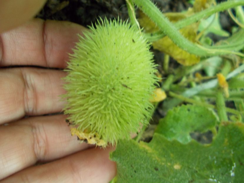  - SEMINTE CASTRAVETI - CUCUMIS DIPSACEUS - DECORATIV