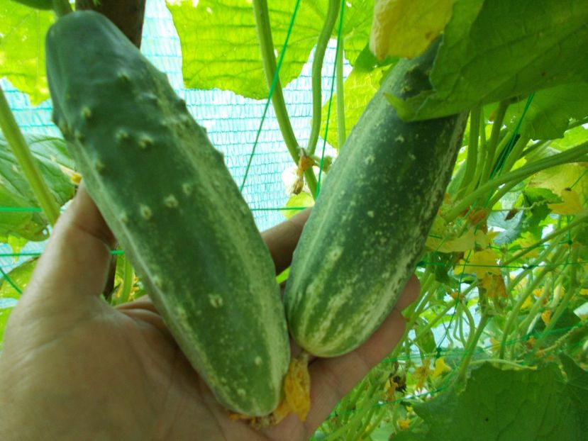  - SEMINTE CASTRAVETI - SOI VECHI