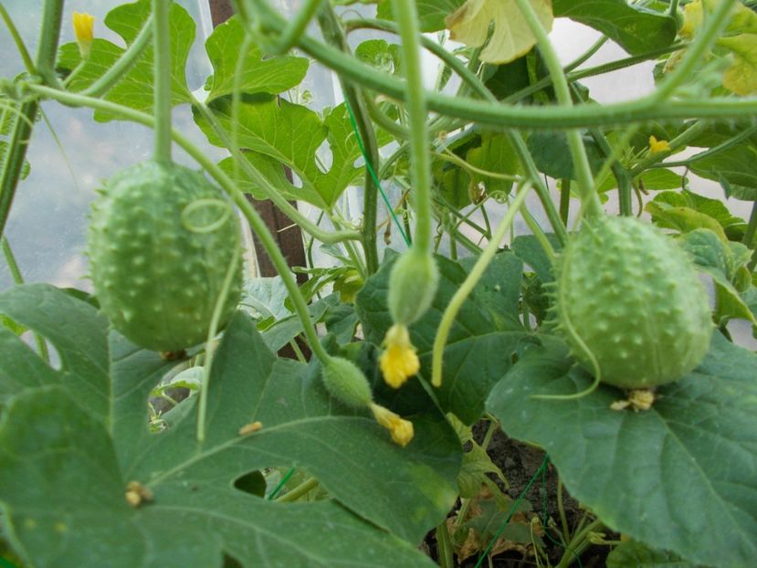  - SEMINTE CASTRAVETI - CUCUMIS ANGURIA