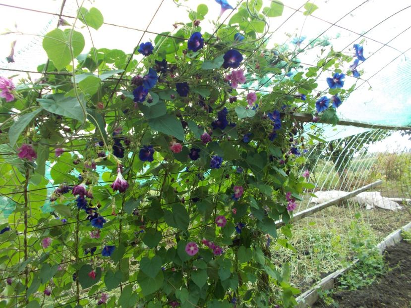  - SEMINTE ZORELE - IPOMOEA DOUBLE - mix