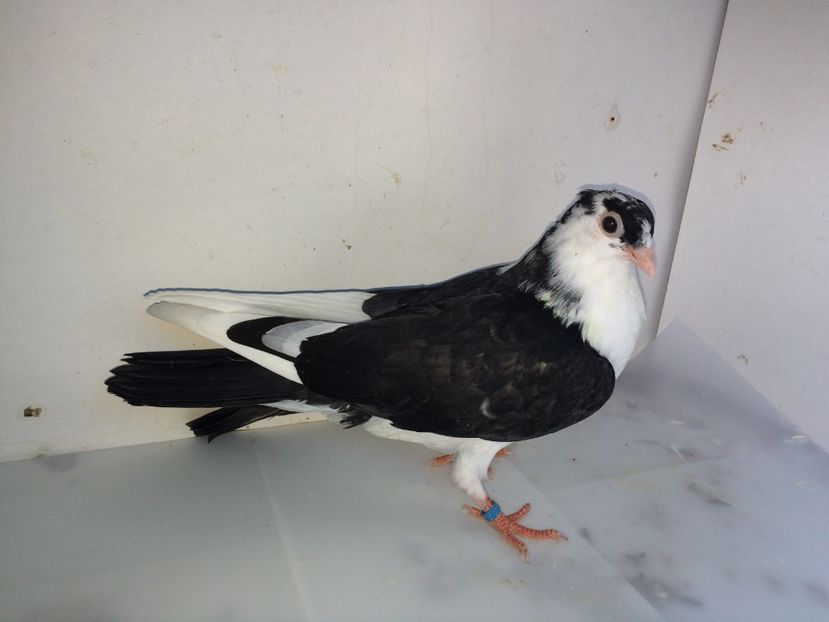 7120  femelă  2018_2 - tineret 2018