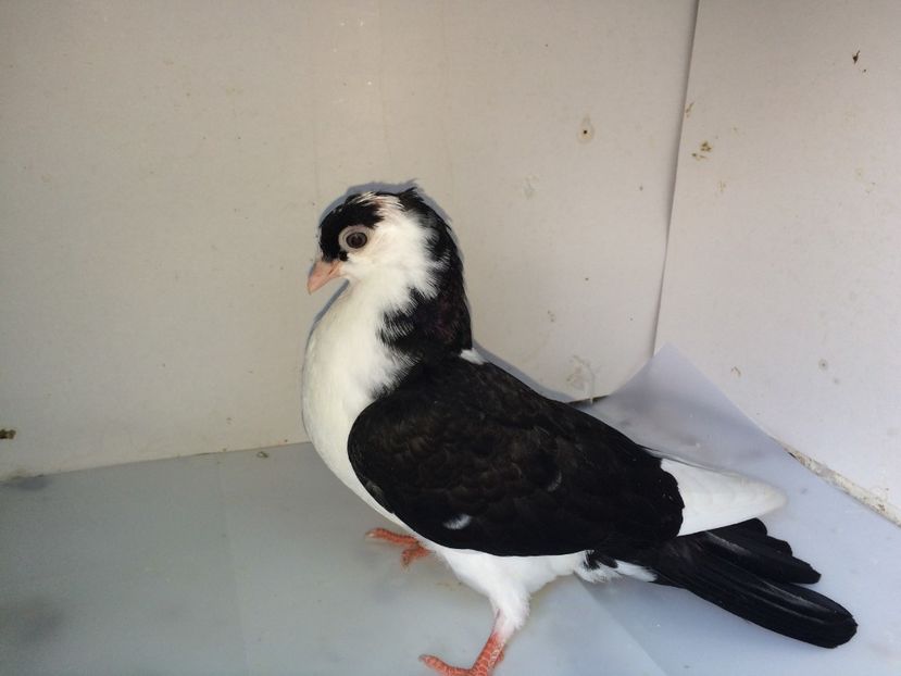 7120  femelă  2018_1 - tineret 2018