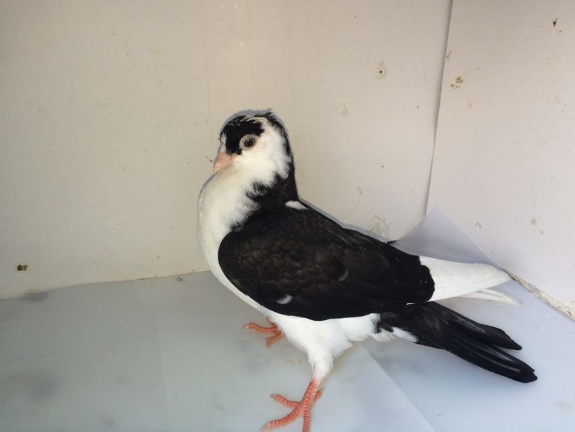 7120  femelă  2018_3 - tineret 2018