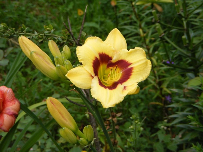 El Desperado - Hemerocallisi