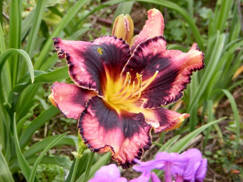 Simmons Overture - Hemerocallisi