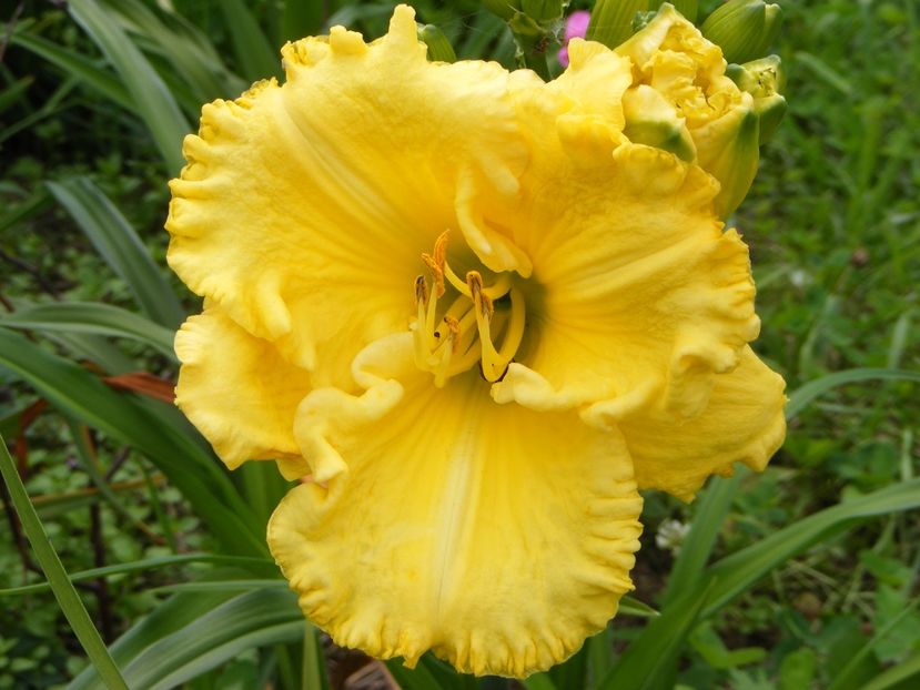 Hello Sunshine - Hemerocallisi