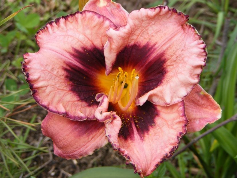 Adamas - Hemerocallisi