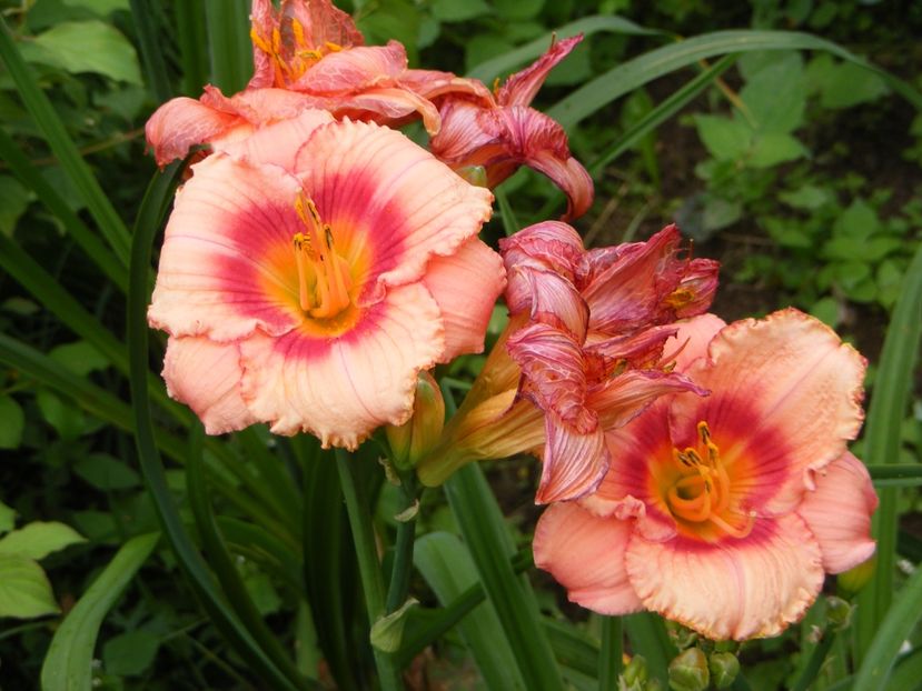 Strawberry Candy - Hemerocallisi