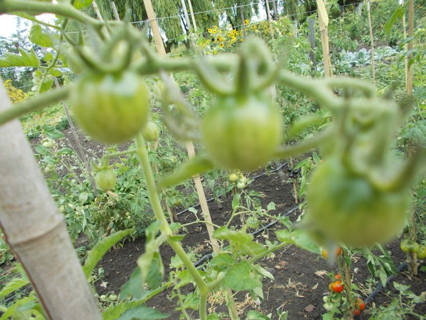  - SEMINTE ROSII - MATT S WILD CHERRY