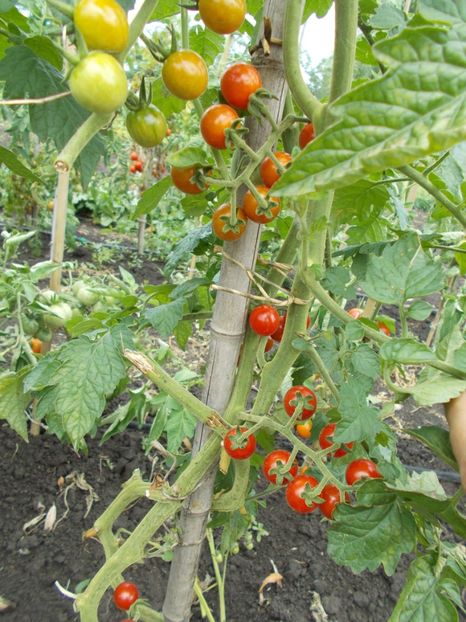  - SEMINTE ROSII - MATT S WILD CHERRY