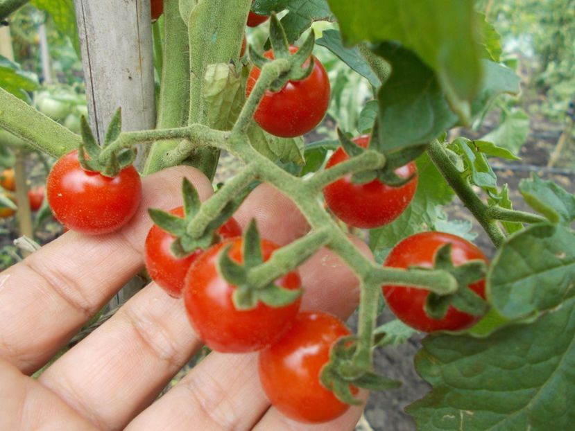  - SEMINTE ROSII - MATT S WILD CHERRY