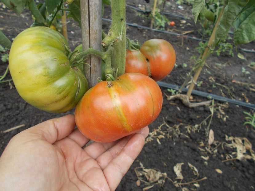  - SEMINTE ROSII - DIKAIA ROZA