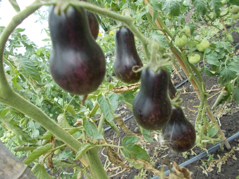  - SEMINTE ROSII - BLUE KEYES