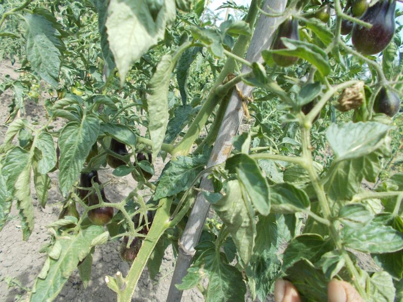  - SEMINTE ROSII - BLUE KEYES