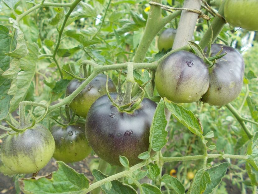  - SEMINTE ROSII - ORANGE BLUE