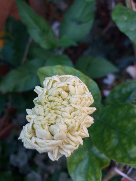  - 2018 vechi sau noi tot le iubesc