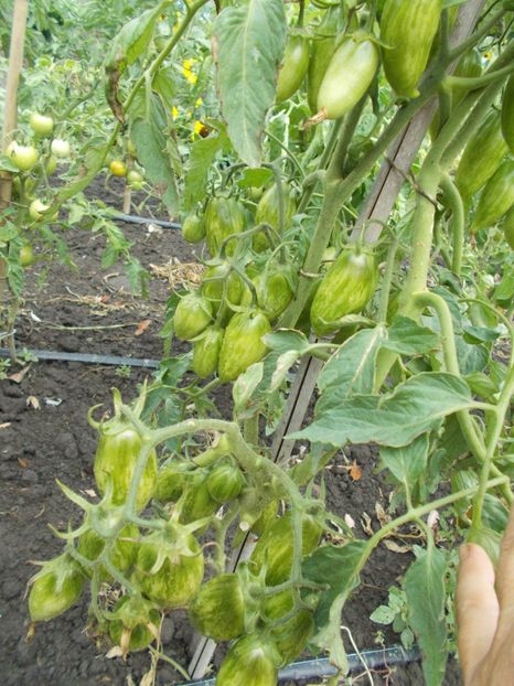  - SEMINTE ROSII - PURPLE SMARAGD