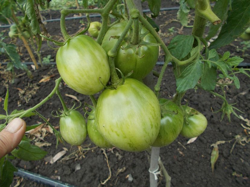  - SEMINTE ROSII - CHLOE