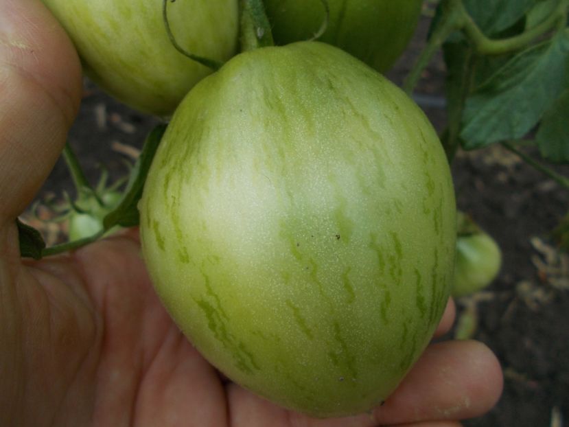  - SEMINTE ROSII - CHLOE