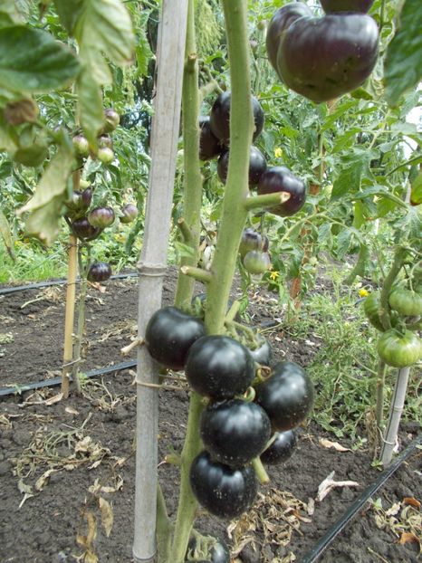  - SEMINTE ROSII - BLUE BAYOU