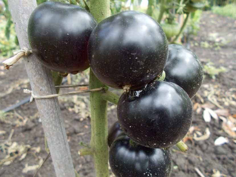  - SEMINTE ROSII - BLUE BAYOU