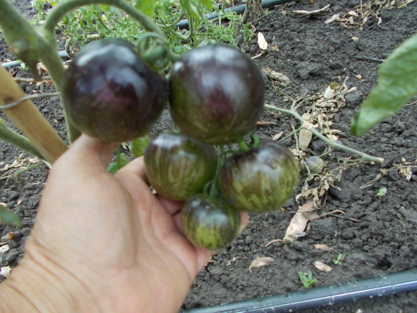  - SEMINTE ROSII - BLUE GREEN ZEBRA