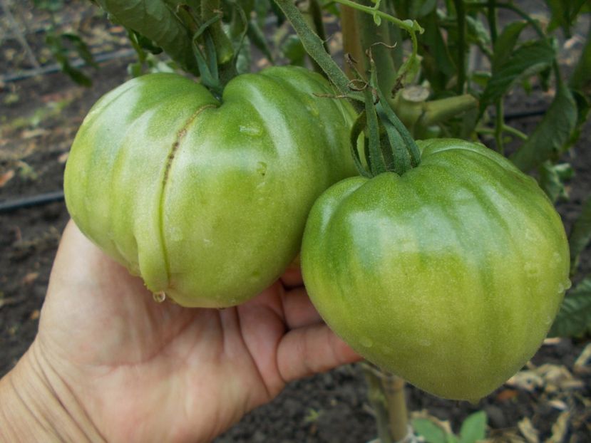  - SEMINTE ROSII - REINHARD CHOCOLATE HEART