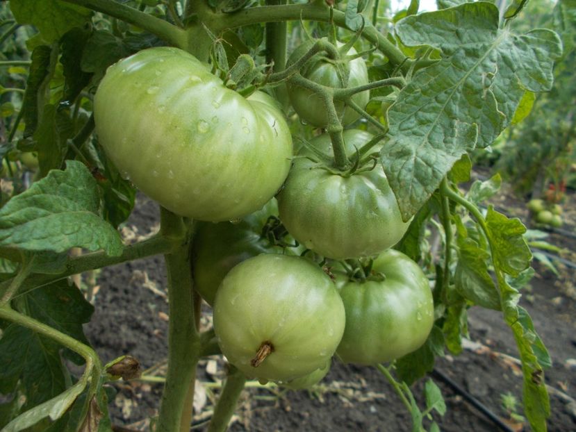  - SEMINTE ROSII - ROYALE DE GUINEAUX