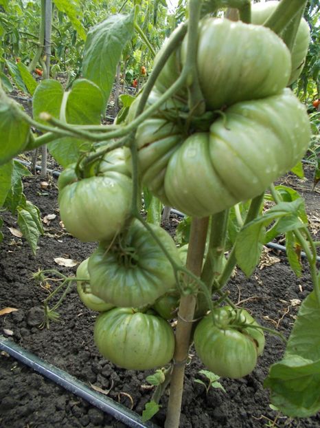  - SEMINTE ROSII - LILLIANS YELLOW - VAR II